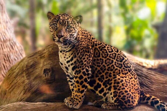 Day Tour: Doka Estate, Poás Volcano and La Paz Waterfalls - Final Thoughts