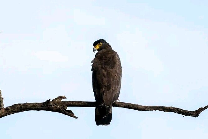 Day Tour from dambulla to Sigiriya & Polonnaruwa - Key Points