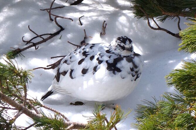 Day Tour from Kanazawa OR Toyama: Snow Wall and Mysterious Valley - Who This Tour Is Perfect For