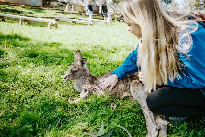 Day Tour in Mt. Field, Mt. Wellington, Bonorong Wildlife Sanctuary and Richmond - A Full-Day Adventure Through Tasmania’s Natural and Historic Highlights
