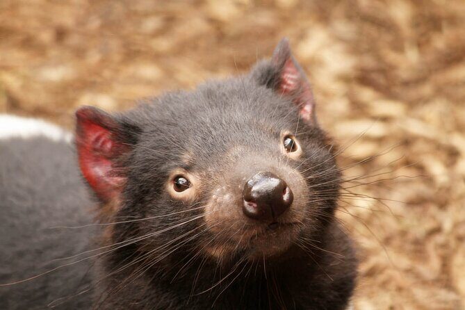 Day Tour in Mt. Field, Mt. Wellington, Bonorong Wildlife Sanctuary and Richmond - The Sum Up: Who Will Love This Tour?