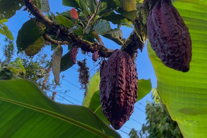 Day tour in the Puyopungo Amazon Rainforest - Day Tour in the Puyopungo Amazon Rainforest: A Deep Dive into Ecuador’s Jungle