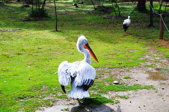 Day Tour of Berat and Karavasta Lagoon from Tirana&Durres - Who Will Love This Tour?