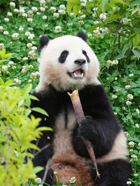 Day Tour of Chengdu & Panda Research Base - The Panda Research Base: An Animal Lover’s Dream