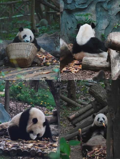 Day Tour of Chengdu & Panda Research Base - Lunch and Practical Tips