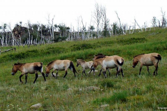 Day Tour of Hustai National Park - What the Experience Feels Like