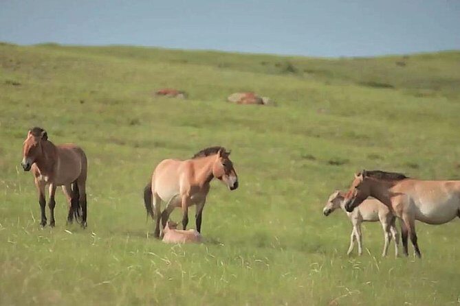 Day Tour of Hustai National Park - The Sum Up