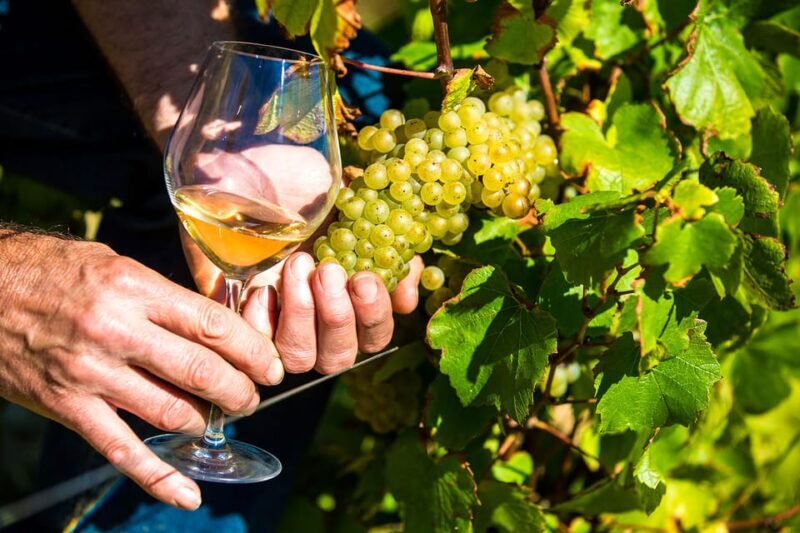 Day Tour Perfumery and Wine - A Charming Day Exploring the Perfume Capital and Vineyards of Provence