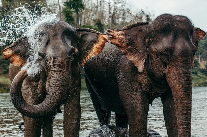 Day Tour Small Group Elephant Sanctuary and Fun Sticky Waterfall - A Close-Up Look at Chiang Mai’s Elephant Sanctuary and Sticky Waterfall Tour
