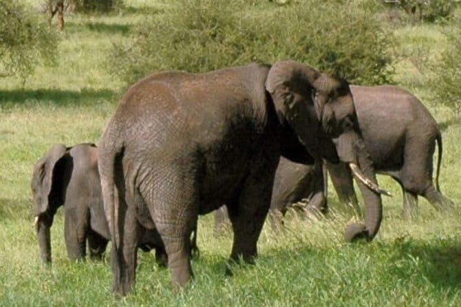 Day Tour Small Group Elephant Sanctuary and Fun Sticky Waterfall - FAQ