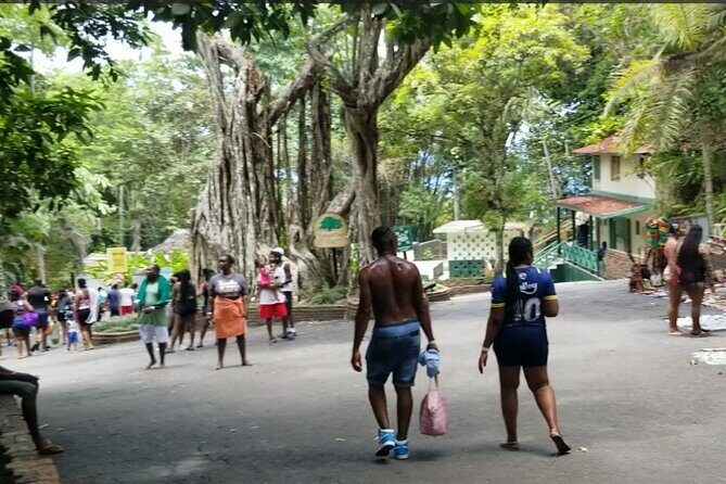 Day Tour To Dunn River Falls and Tubing - Why the Price Represents Good Value