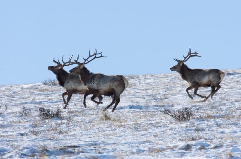 Day tour to Hustai national park - FAQ