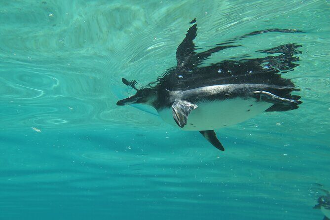Day Tour to Isabela Island with Tintorera Islet, Snorkeling Wetlands & Flamingos - A Closer Look at the Itinerary