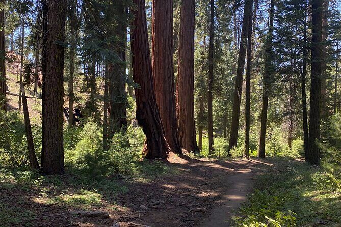 Day Tour to Kings Canyon National Park - Key Points