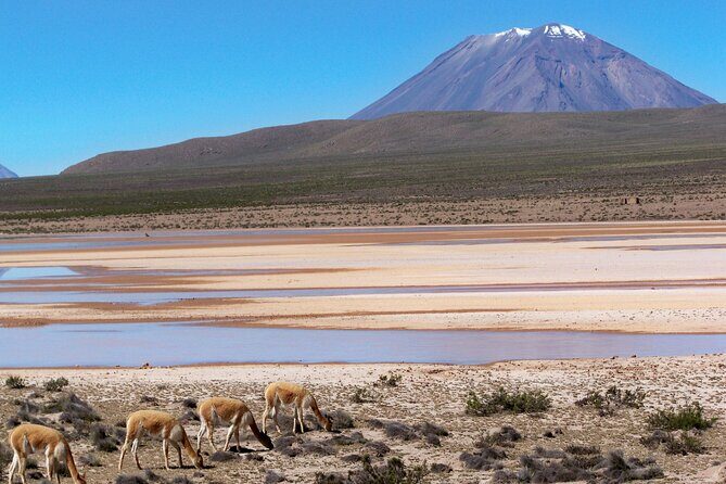 Day Tour to Laguna de Salinas - Key Points