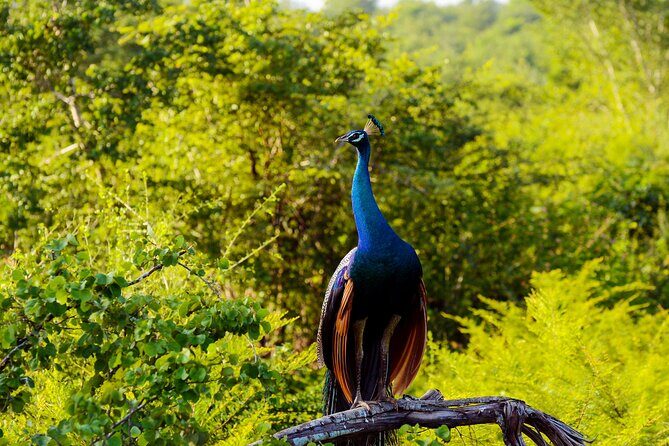 Day tour to Minneriya National Park,Sigiriya & Dambulla from Kandy - The Wild Side: Minneriya National Park Safari