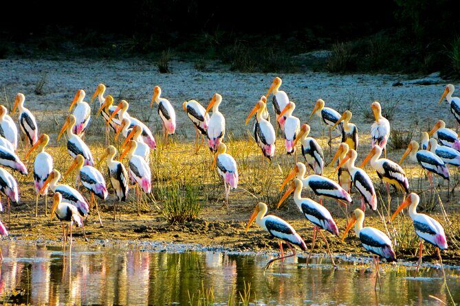 Day tour to Minneriya National Park,Sigiriya & Dambulla from Kandy - Logistics and Experience Quality