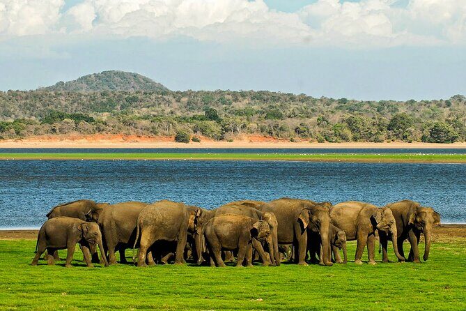 Day tour to Minneriya National Park,Sigiriya & Dambulla from Kandy - The Sum Up: Why This Tour Might Be Perfect for You