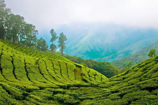 Day Tour to Nuwara Eliya from Kandy by Lux Tours Lanka - FAQ