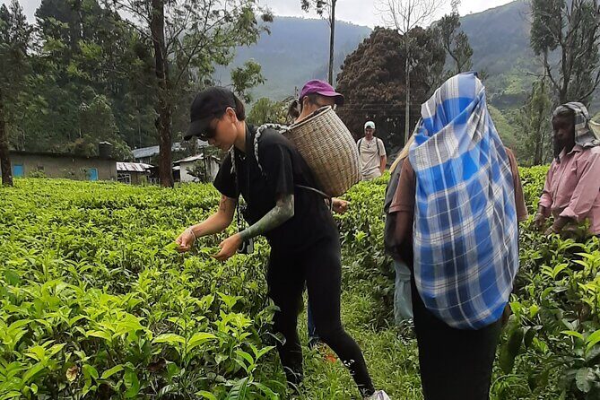 Day tour to Nuwareeliya (Little England) from Kandy - Practical Tips for Travelers