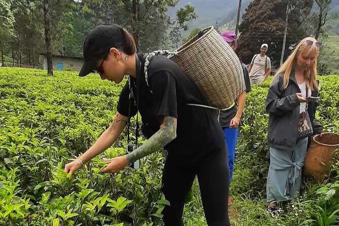 Day tour to Nuwareeliya (Little England) from Kandy - FAQ