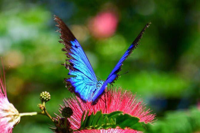 Day Tour to Paronella Park, Lake Barrine and Millaa Millaa Falls - Exploring Cairns’ Hinterland: An Authentic Day in the Atherton Tablelands