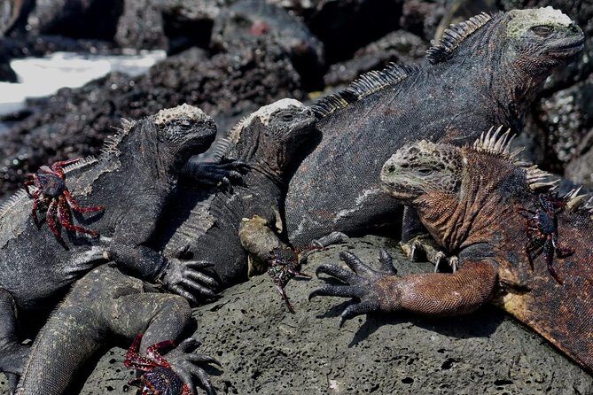 Day tour to Pinzón Island and La Fé/Palmitas Bay with snorkeling and fishing - The Sum Up