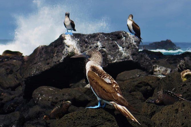 Day tour to Pinzón Island and La Fé/Palmitas Bay with snorkeling and fishing - A Deep Dive into the Experience