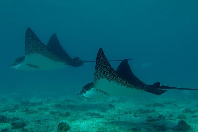 Day tour to Pinzón Island and La Fé/Palmitas Bay with snorkeling and fishing - FAQ