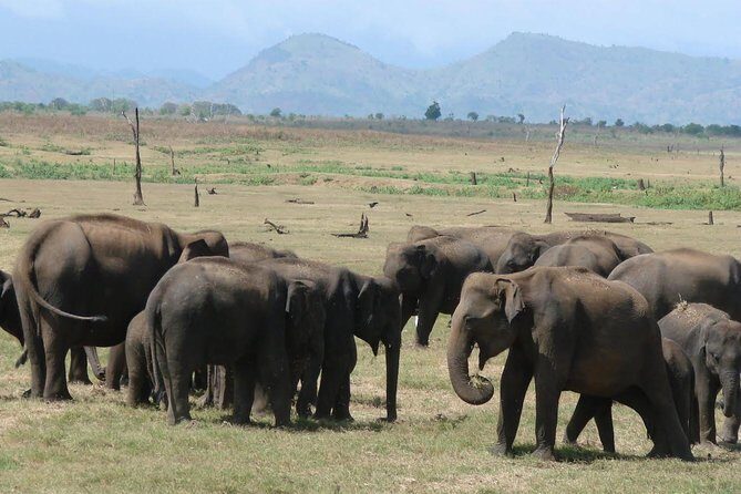 Day tour to Udawalawe from Colombo - Key Points