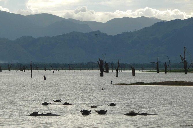 Day tour to Udawalawe from Colombo - Who Would Love This Tour?