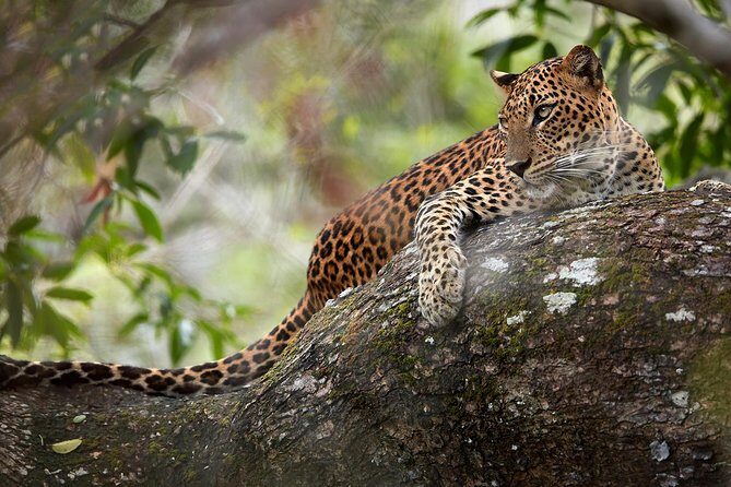 Day Tour to Wilpattu National Park from Colombo - Who Is This Tour Best For?