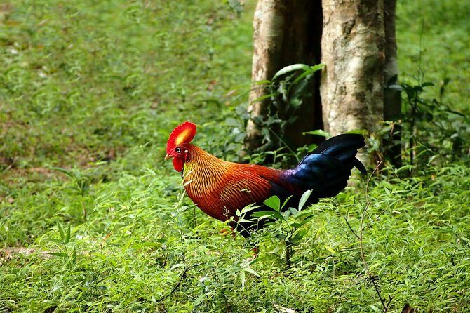 Day Tour to Wilpattu National Park From Negombo - A Day in the Wild: Wilpattu National Park from Negombo