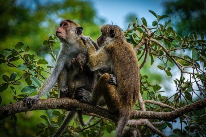 Day Tour to Wilpattu National Park From Negombo - Key Points