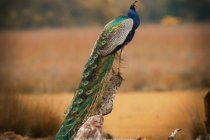 Day Tour to Wilpattu National Park From Negombo - The Sum Up: Is It Worth It?