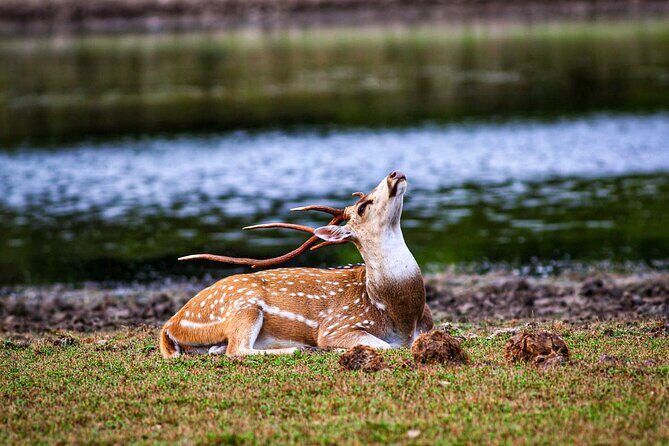 Day Tour to Wilpattu National Park From Negombo - Frequently Asked Questions