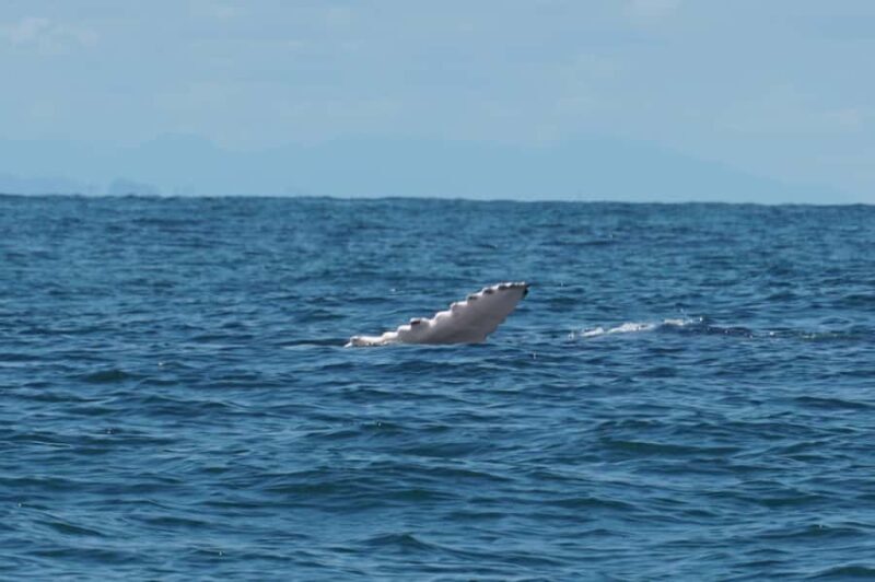 Day Tour Whale Watching from Cali - Sundays - - Key Points