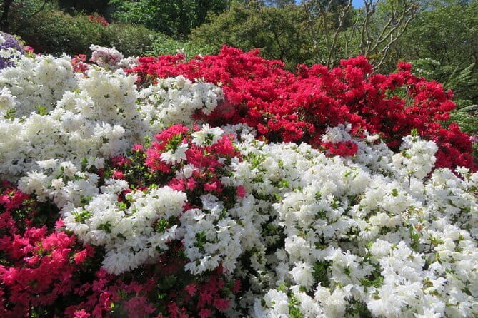 Day Trip Ashikaga Flower Park by Private Car from Tokyo - Who Should Consider This Tour?