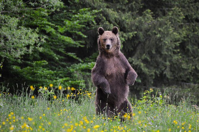 Day Trip & Bear Watching in the Land of Volcanoes - Exploring the Details of the Tour