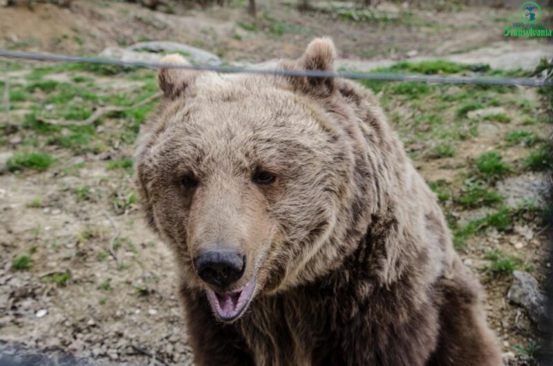 Day trip Bran Castle, Rasnov Fortress and Bear Sanctuary - Key Points