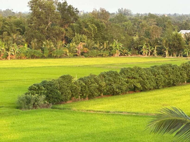 Day Trip: Floating Market & Mua Xuan Forest Half-Day Tour - A Detailed Look at the Tour Experience