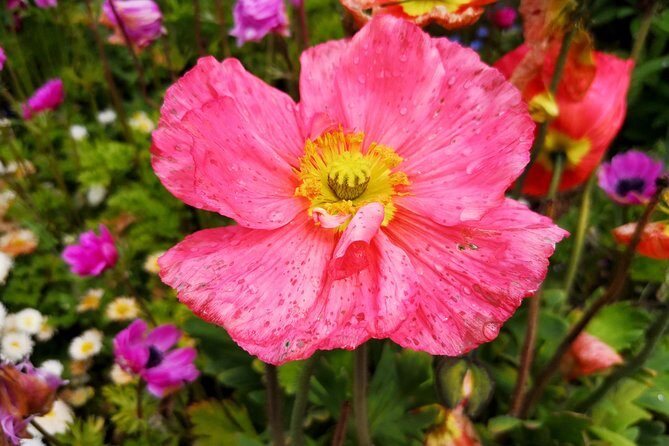 Day Trip Flower Island of Mainau including Meersburg - The Sum Up