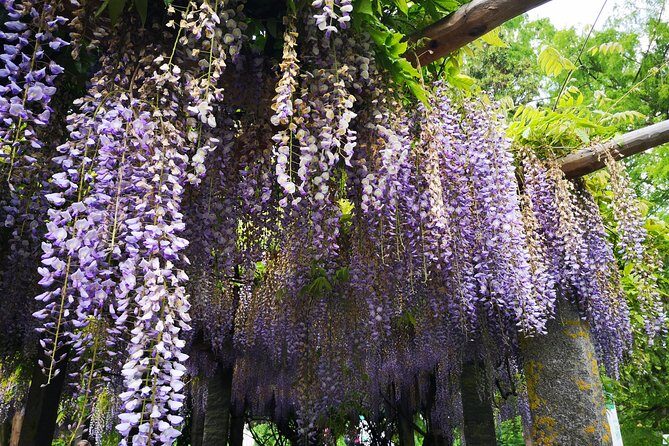 Day Trip Flower Island of Mainau including Meersburg - FAQs