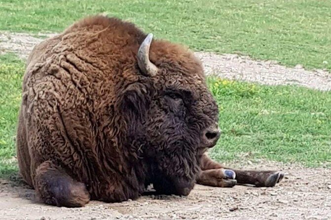 Day trip from Brasov: Bison reserve & traditional lunch - A Deep Dive Into the Experience