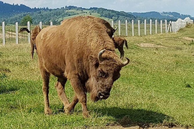 Day trip from Brasov: Bison reserve & traditional lunch - Who Will Love This Tour?
