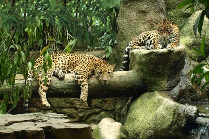 Day Trip from San Jose to La Paz Waterfall Gardens & Safari in Sarapiqui River - An In-Depth Look at the Tour