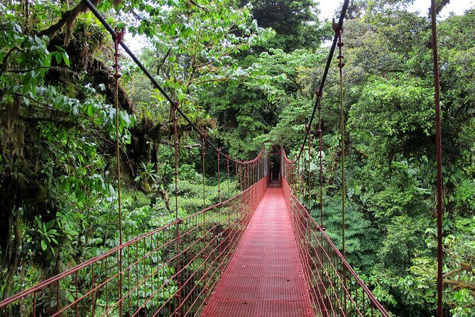 Day trip from San Jose to Monteverde Cloud Forest & Sky Adventure Park - A Deep Dive into the Monteverde Cloud Forest Experience