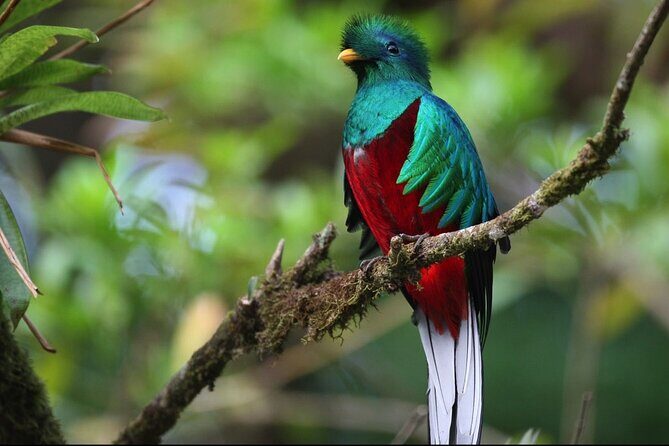 Day trip from San Jose to Monteverde Cloud Forest & Sky Adventure Park - The Sum Up