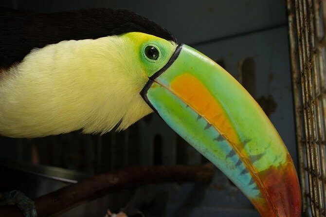 Day Trip from San Jose to Sloths & other wildlife Rescue Center - The Highlights & Authentic Experiences