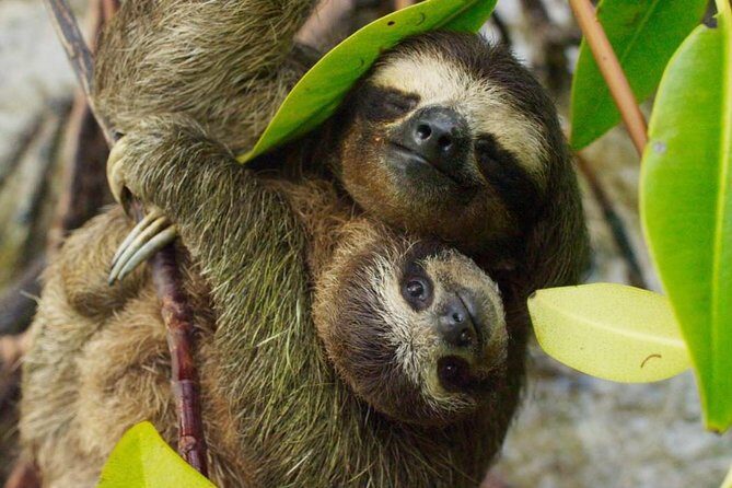 Day Trip from San Jose to Sloths & other wildlife Rescue Center - Discover Costa Rican Wildlife Without Leaving San Jose